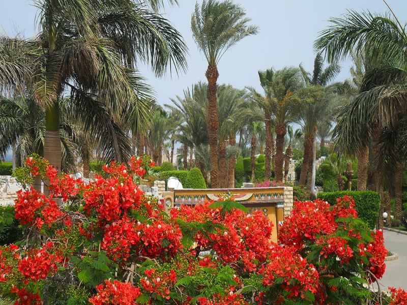 Jasmine Village Hurghada Eksteriør billede